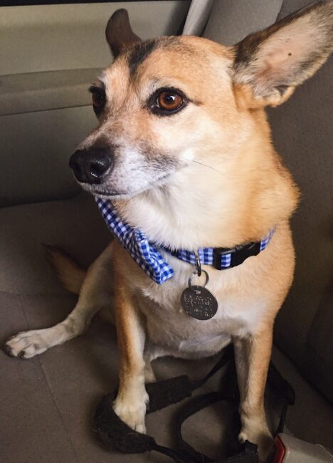 Quijote, a cute dog wearing a matching collar and bow tie